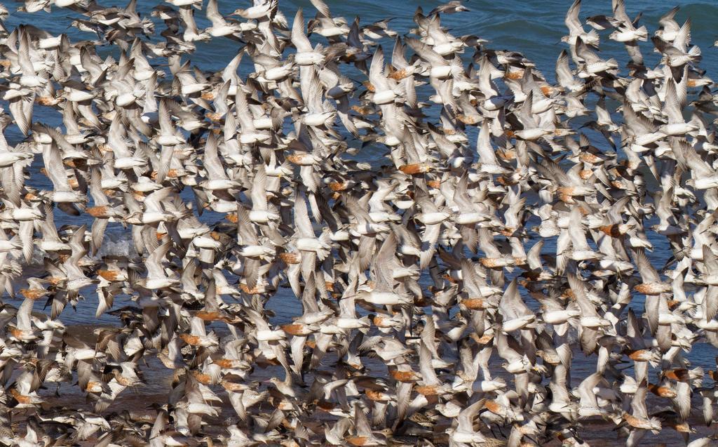 Broome Bird Observatory Zewnętrze zdjęcie