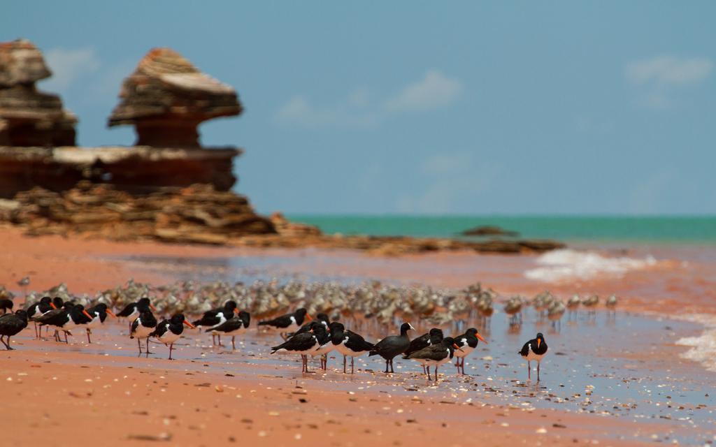 Broome Bird Observatory Zewnętrze zdjęcie