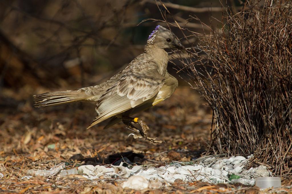 Broome Bird Observatory Zewnętrze zdjęcie